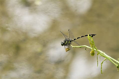 Insekt Trollsl Nda Entomologi Gratis Foto P Pixabay