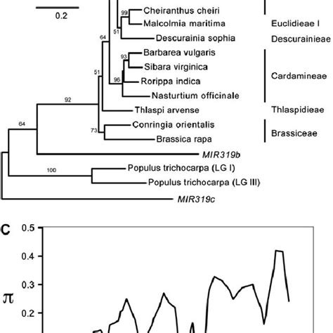 Accumulation Of Mature MiR319 In Transgenic Lines Small RNA Blot Of