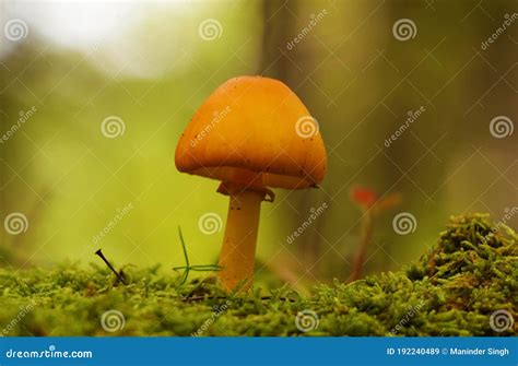 Bright Beautiful Yellow Orange Mushroom Stock Image Image Of