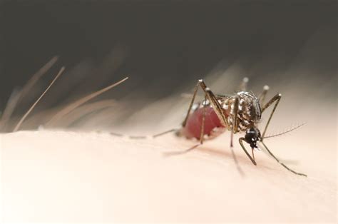 How do mosquitoes decide where to lay their eggs? | eLife Science Digests | eLife