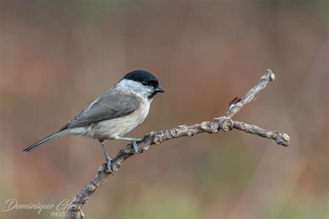 Mésange nonnette Marsh tit Poecile palustris Un grand me Flickr