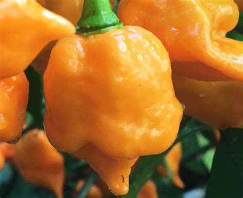Hot Pepper Trinidad Moruga Scorpion Yellow Seeds Heirloom Seeds Canada