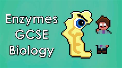 Enzymes Biology Wjec Gcse Revision Youtube