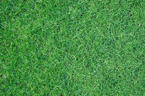 🔥 Green Real Grass Field Editing Background Hd Images Free Cbeditz