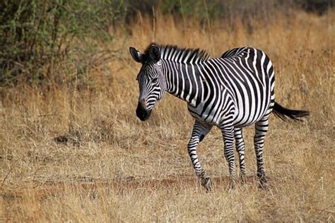 The 3 Types of Zebras (and 11 Species) - Wildlife Informer