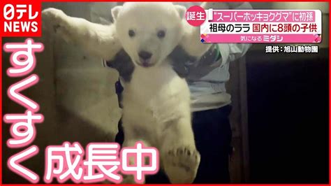 【一般公開へ】“スーパーホッキョクグマ”の初孫 旭山動物園 Youtube