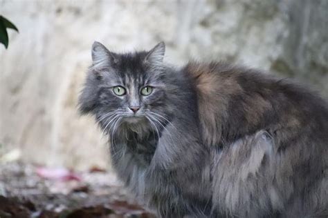 Razas De Gatos Grises De Pelo Corto Largo Atigrados O Azulados