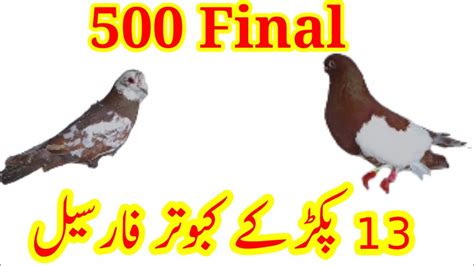 Kabuter For Sale Layyah Pigeons Kabuter Bazi Pigeon