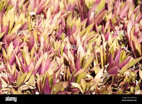 Stripe Me Pink Plant Full Frame With Close Detail Stock Photo Alamy