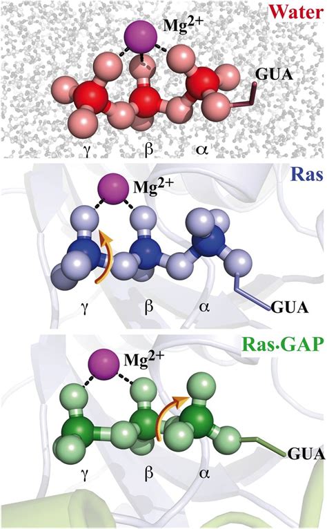 Ras And GTPase Activating Protein GAP Drive GTP Into A Precatalytic