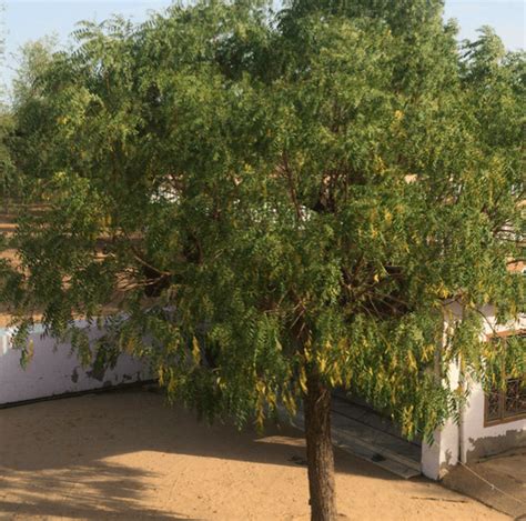 Neem Tree Plant Tree Of Neem Greenverz