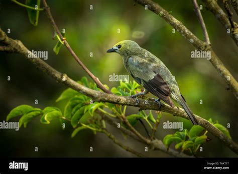 Palm Tanager Birdwatching Image From Panama Stock Photo Alamy