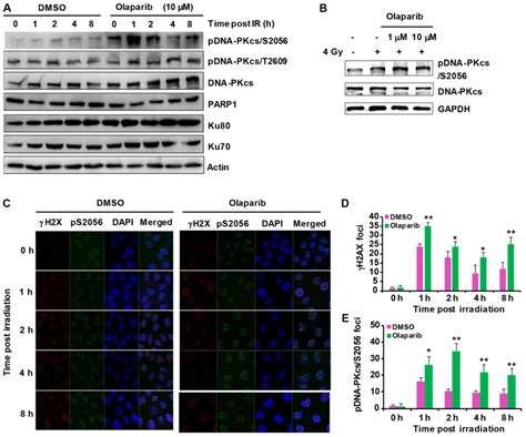 DNAPKcs PARylation Regulates DNAPK Kinase Activity In The DNA Damage