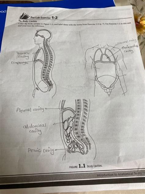 Solved Ead Pre Lab Exercise 1 2 Body Cavities Color The Body Chegg