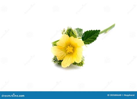 Sida cordifolia plant stock photo. Image of backdrop - 282686648