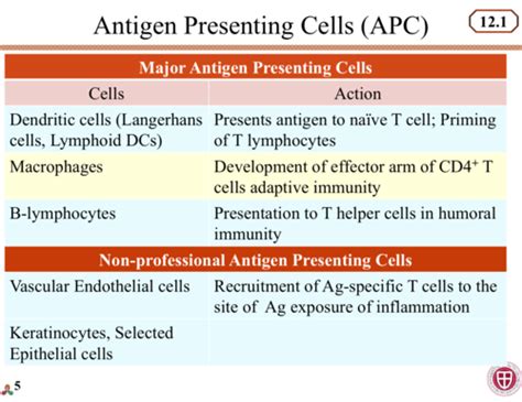 Antigen Processing And Presentation Flashcards Quizlet