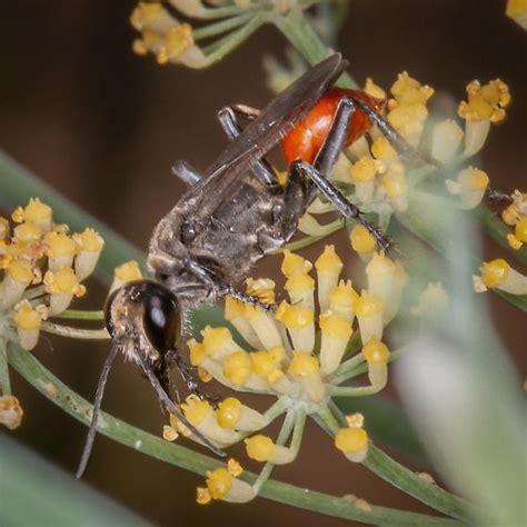 Wasp Prionyx Bugguide Net