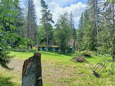 Paisajes Naturales De Los Bosques Monta Osos De Los Carpatos Ucranianos