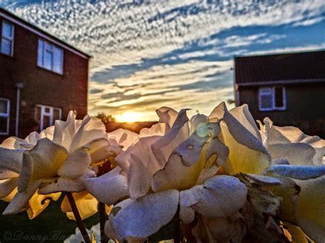 Sunshine In The Garden | dannybarkerphotography