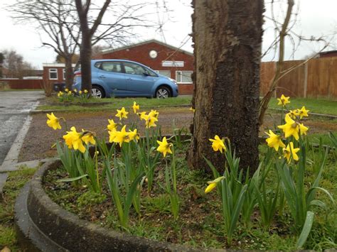 Wilmcote Cub Scouts Daffodils Around The Village