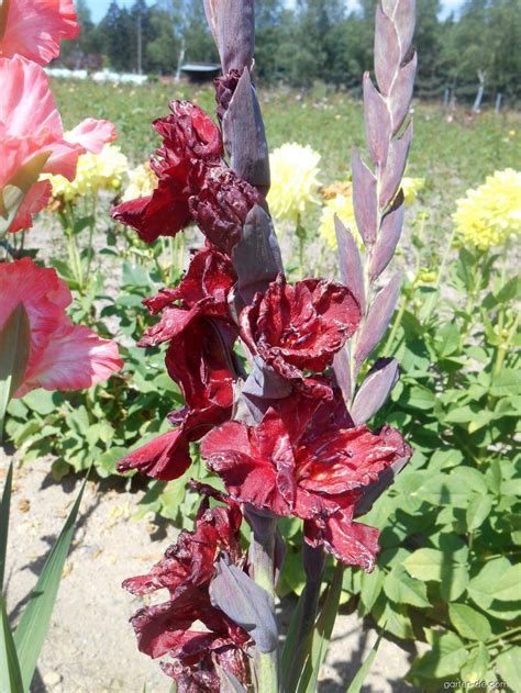 Gladiolen Gladiolus Black Star Garten