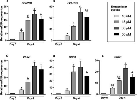 Relative MRNA Expression Of Adipogenic Genes And The Cysteine Catabolic