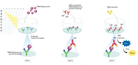 Low Molecular Weight Heparin Clipart 20 Free Cliparts Download Images