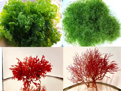 Refugium In A Bag 14 Lb Macro Algae Pack Caulerpa Gracilaria Chaeto