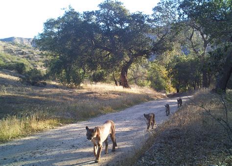 Researchers explore genetics of California mountain lions to inform ...