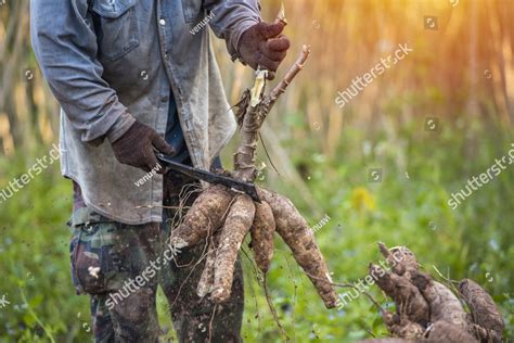 Agriculture Is Harvesting Tapioca From Cassava Farms Large Cassava