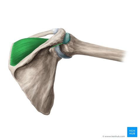 Supraspinatus Anatomy - Anatomical Charts & Posters