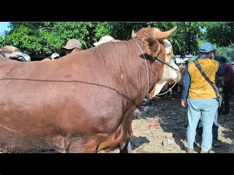 Simental Calon Qurban Harga Oleng Sepi Pembeli Pasar Tuban