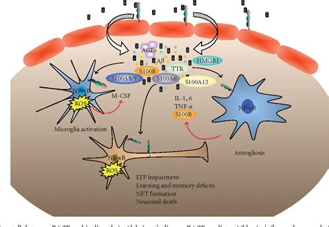 Figure From The S B Rage Axis In Alzheimer S Disease Semantic Scholar