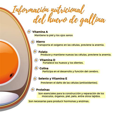 Huevo De Gallina Partes Y Valor Nutricional Comité Olímpico