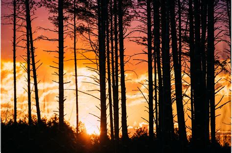 Sunset Sunrise In Pine Forest. Close | Nature Stock Photos ~ Creative Market