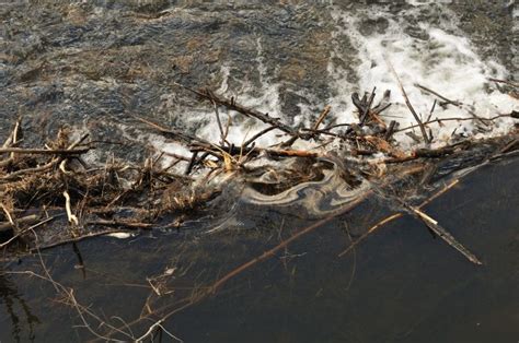 Beaver Dams Cleanse Streams by Slowing Water — Biological Strategy ...