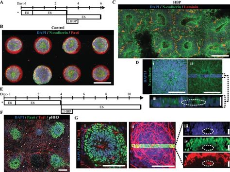 Figures And Data In Engineering Induction Of Singular Neural Rosette