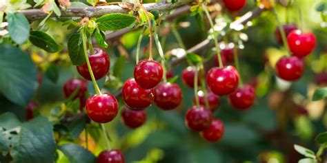 Zone 4 Cherry Trees: Growing Cherry Trees in Zone 4 - GFL Outdoors