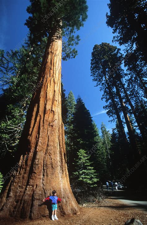 Giant Sequoia Sequoiadendron Giganteum Stock Image B