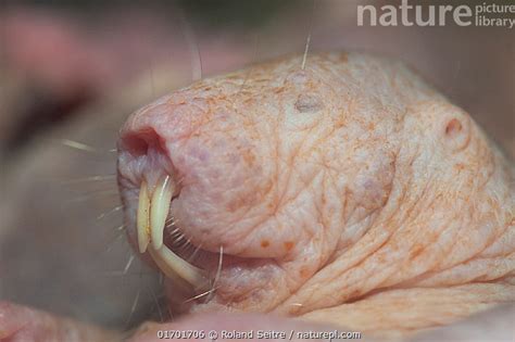 Stock Photo Of Naked Mole Rat Heterocephalus Glaber Head Portrait