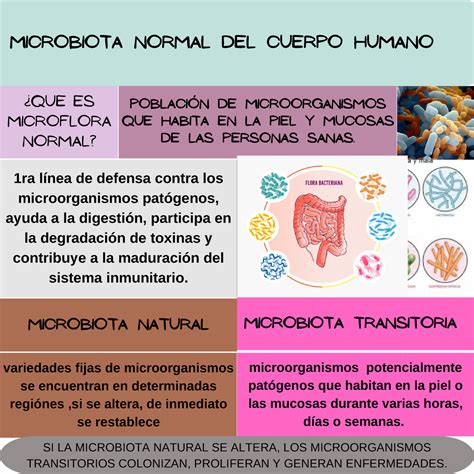 Informes De Medicina Microbiota Normal Del Cuerpo Humano Que Es