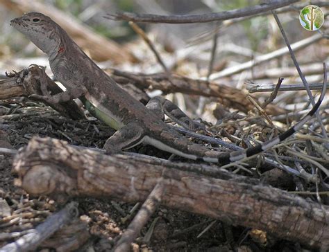 Callisaurus draconoides, zebra-tailed lizard | Wild Sonora