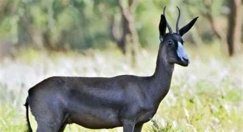 Limpopo Springbok Slam Hunt Package 5 Days 1 Hunter 1 Ph South