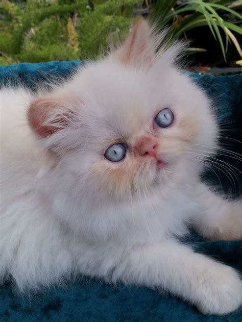 Flame Point Himalayan Cat Himalayan Cat Himalayan Persian Cats Cats