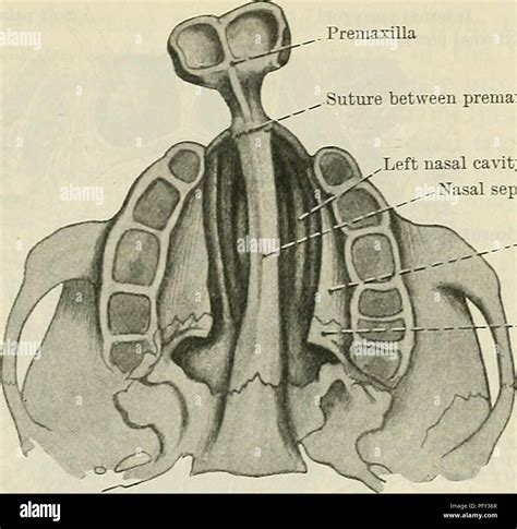 Le Vomer Anatomie Banque De Photographies Et Dimages à Haute