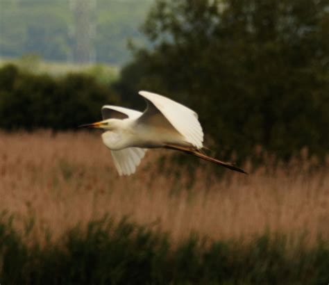 Sightings – Glamorgan Bird Club