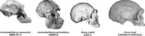 Desvelan Nuevos Datos Sobre La Evoluci N Del Cr Neo En El Linaje Humano