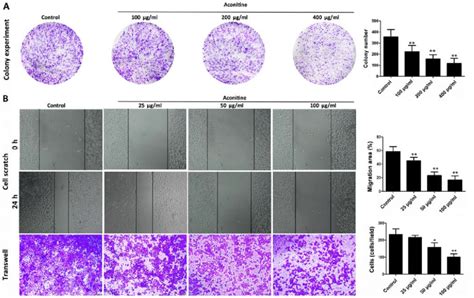 Aconitine Inhibits Colony Formation And Motility Of A Cells A