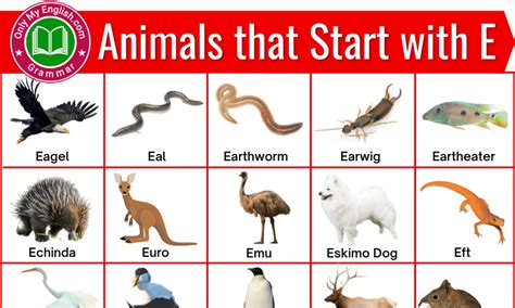 Animals that Start with E | Animals beginning with E » Onlymyenglish.com