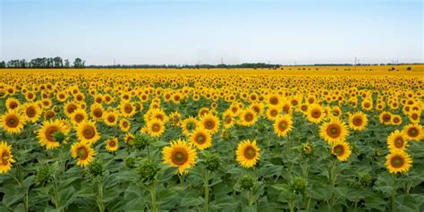 Black Spots On Sunflower Leaves Common Causes And Solutions